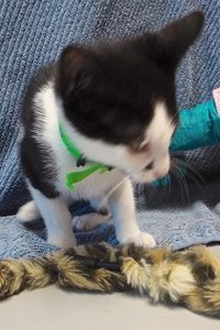 Picture of Peanut
