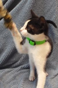 Picture of Peanut