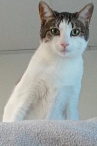 Picture of Pecan