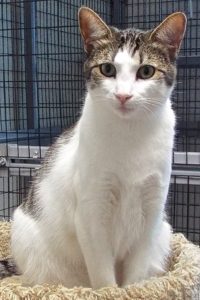 Picture of Pecan