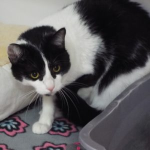 Picture of Pignoli