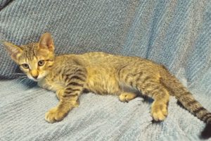 Picture of Pistachio