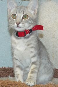 Picture of Skecher