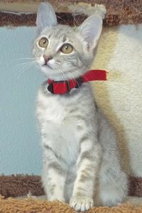 Picture of Skecher
