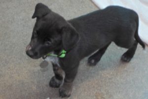 Picture of Skittles