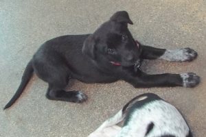 Picture of Snickers