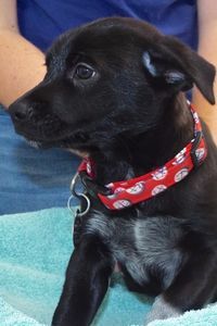 Picture of Snickers