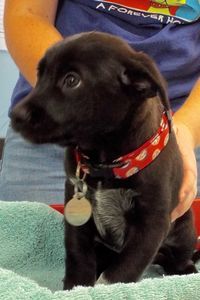 Picture of Snickers