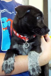 Picture of Snickers