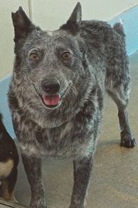 Picture of Tala