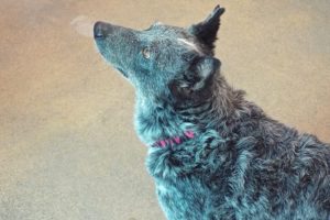 Picture of Tala