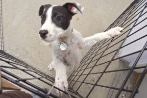Picture of Tater Tot