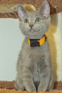 Picture of Taxi