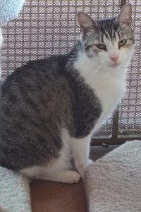 Picture of Thumper