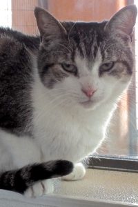 Picture of Thumper