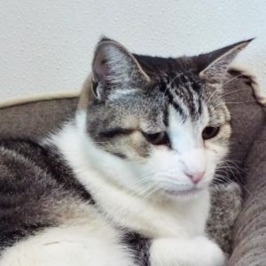 Picture of Thumper
