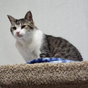 Picture of Thumper