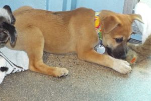 Picture of Tootsie