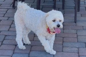 Picture of Trooper