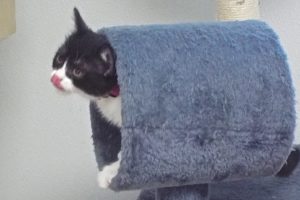Picture of Angora