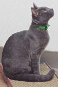 Picture of Bandolino (R.B)