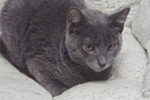 Picture of Bandolino (R.B)