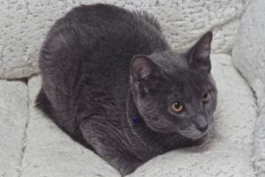 Picture of Bandolino (R.B)