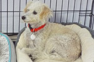 Picture of Buddy Boy