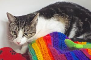 Picture of Buddy Boy