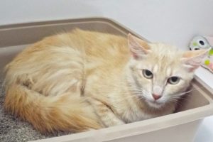 Picture of Cayenne