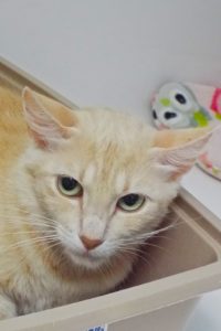 Picture of Cayenne