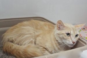 Picture of Cayenne