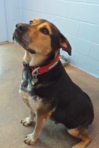 Picture of Chaco
