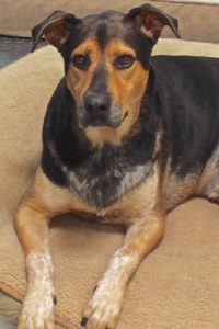 Picture of Chaco