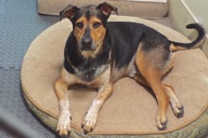 Picture of Chaco
