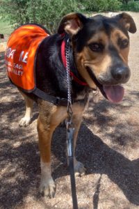 Picture of Chaco