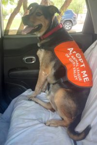 Picture of Chaco
