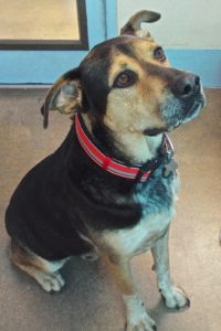 Picture of Chaco