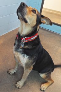 Picture of Chaco