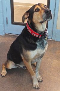 Picture of Chaco