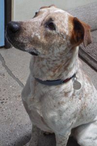 Picture of Cinnamon