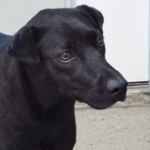 Picture of Coco