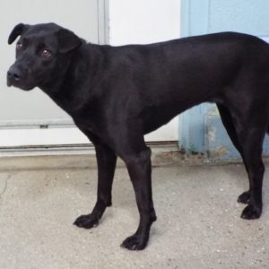 Picture of Coco