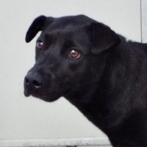 Picture of Coco