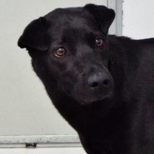 Picture of Coco