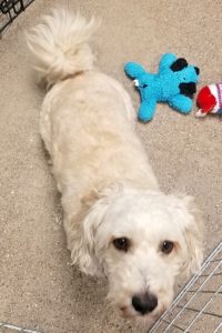 Picture of Coco
