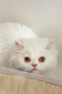 Picture of Cotton