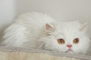 Picture of Cotton