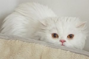 Picture of Cotton