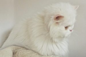 Picture of Cotton